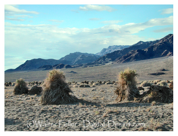 photo of Devil's Cornfield in Death Valley near Stovepipe Wells