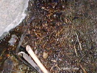 cottonwood springs, oasis, desert vegetation, photos, fan palm, joshu tree national park, joshua tree national monument, historical site, winona mill, stamp mill, gold mine