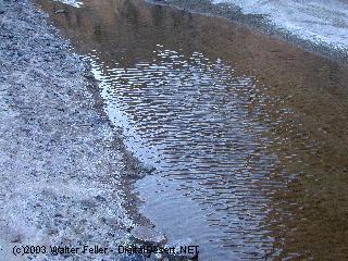 amargosa river near Death Valley