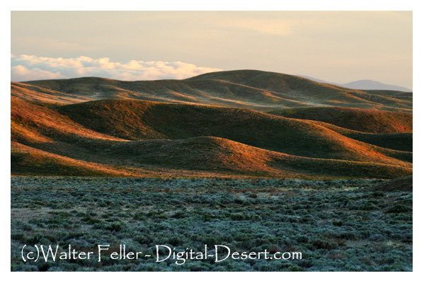 Western Antelope Valley - Mojave Desert