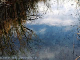 Ash Meadows National Wildlife Refuge