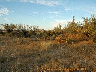 Ash Meadows National Wildlife Refuge