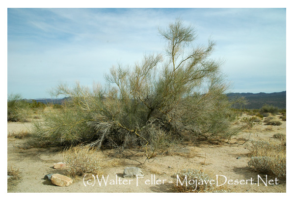 Palo verde tree, Colorado Desert