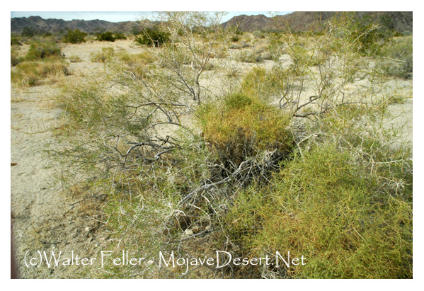 Indogo bush, Mojave Desert plants