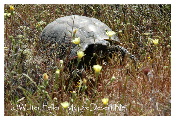 Tortoise in wildflowers
