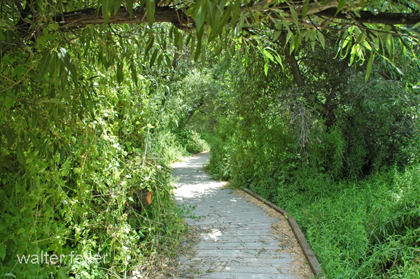 walkway through the transistion jungle between desert and mountains