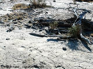 picture of Camp Cady site