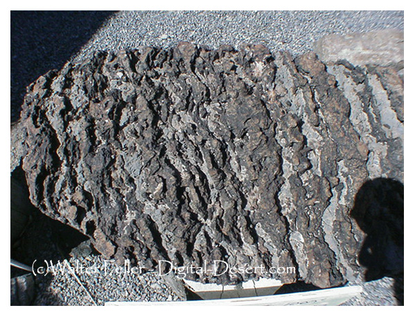 Sample of Beck spring dolomite