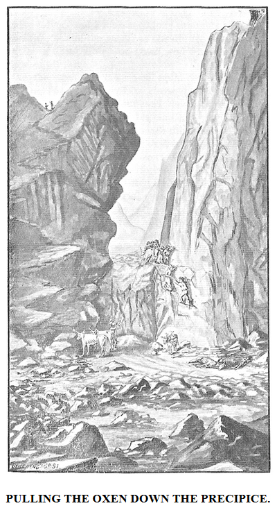 Pulling oxen down the precipice - an original illustration from Death Valley in '49