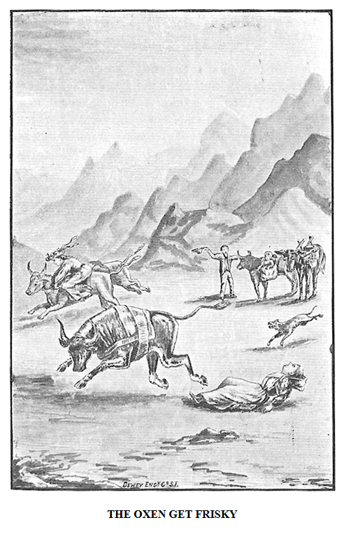 Oxen get frisky - an original illustration from Death Valley in '49
