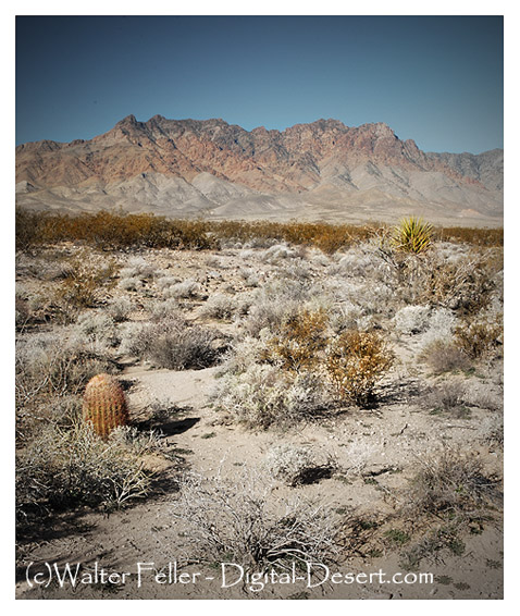 Providence Mountains, Mojave National Preserve