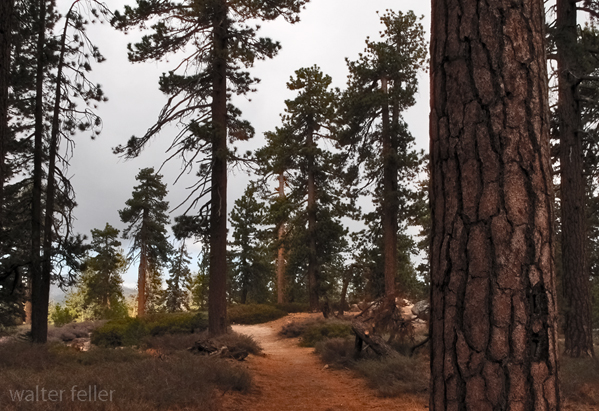 Forest Trail in Big Bear area.