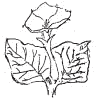 Drawing of Sacred Datura