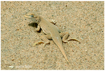 Mojave fringe-toed lizard