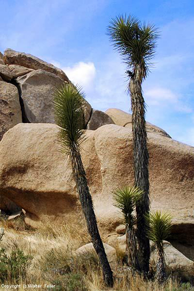 Joshua tree with shoots along the Cap Rock Nature Trail