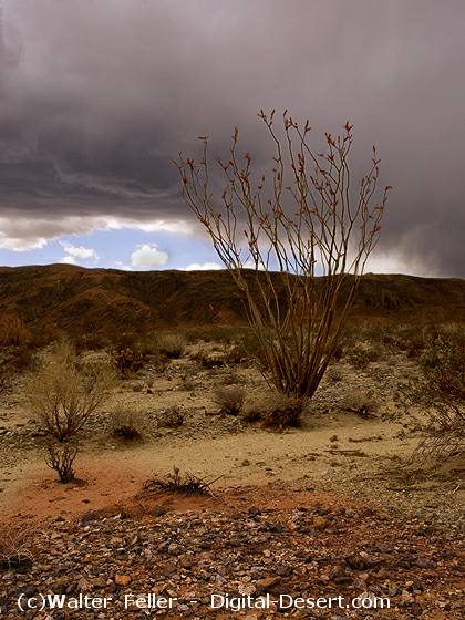 rainshadow-desert