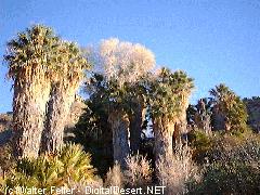 Cottonwood Springs Oases, Joshua Tree National Park Photo