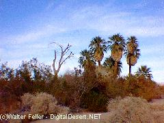 Oasis of Mara, Fan Palms, Joshua Tree National Park