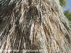 fan palms, dried leaves on tree