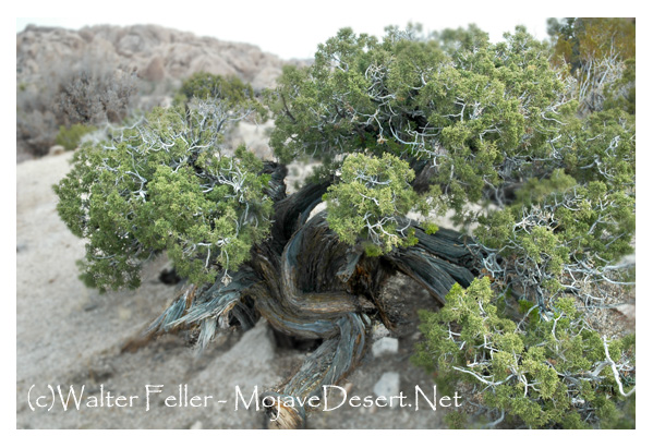 California juniper bush