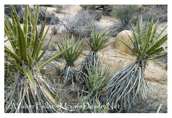Mojave yucca on Skull Rock trail