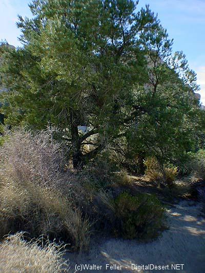 Single-leaf pinyon pine
