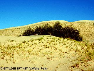 picture of desert willow on Kelso Sand dunes, Mojave National Preserve