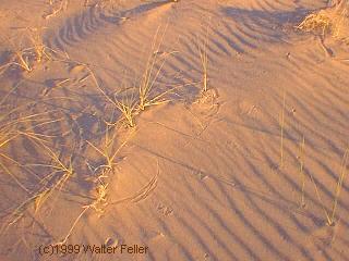 kelso dunes, mojave preserve photo tours