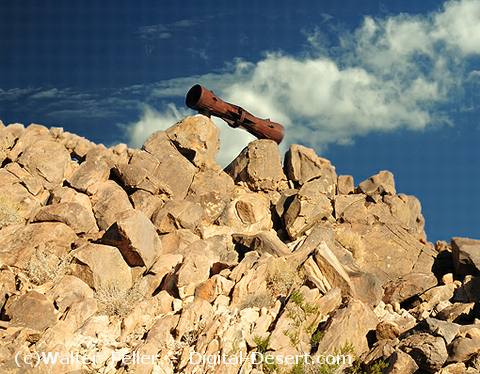 Photo of Desert Megaphone in Mojave Desert