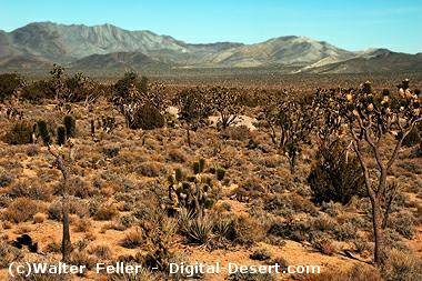 mojave desert fauna