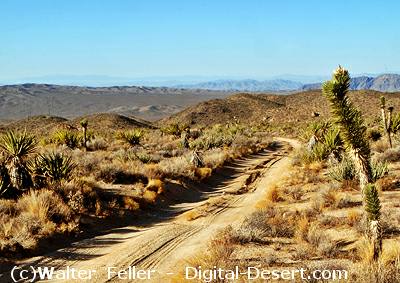 picture of the Mojave Road in the Mojave Preserve