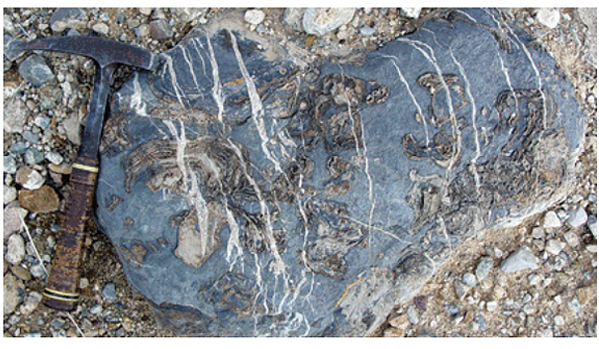 Fossil stromatoporoids in the Devonian Perdido Formation
