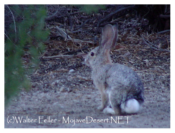 Cottontail rabbit in the underbrush of the oasis in early evening