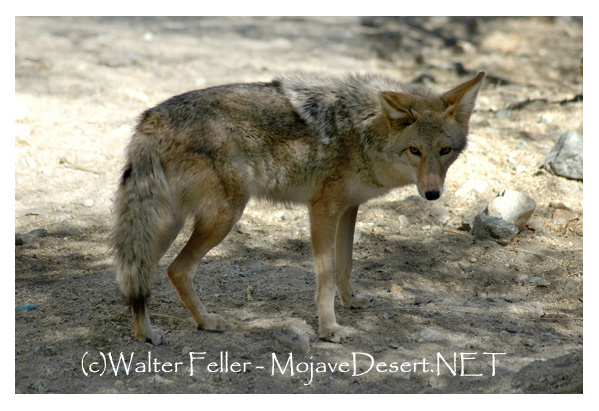 Coyote on the prowl at Oasis of Mara in Twentynine Plams