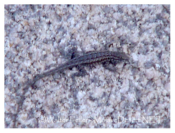 Lizard being still on a granite boulder in the Oasis of Mara