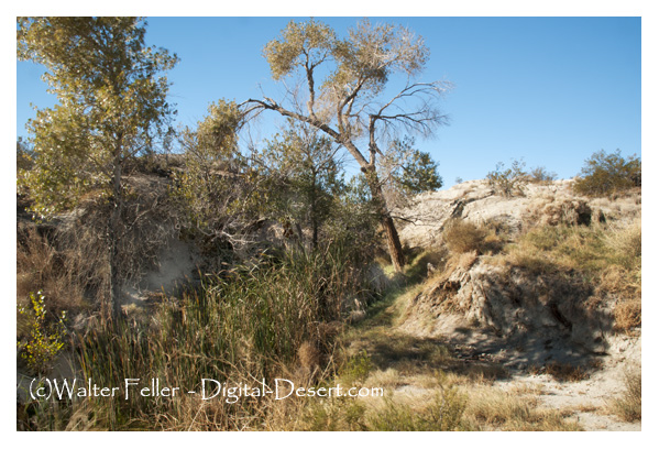 Original Old Woman Springs now called Cottonwood Springs in Lucerne/Johnson Valley