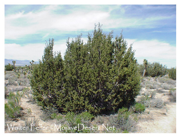 juniper bush in the Mojave Desert, Antelope Valley