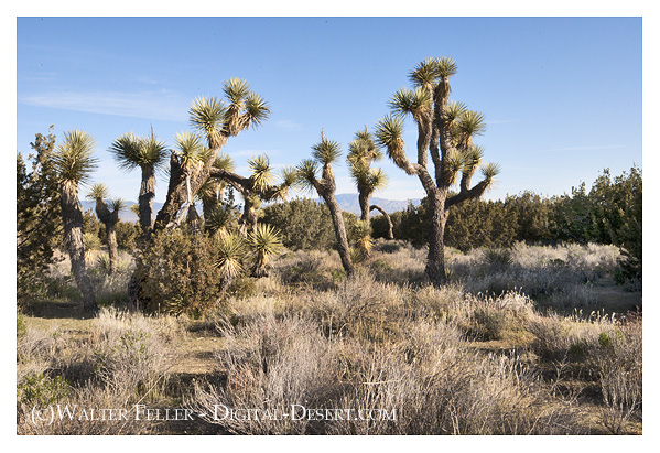 Ripley Desert Woodland, California State Park, Lancaster