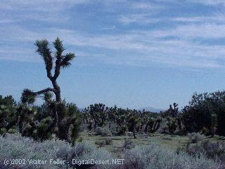 joshua tree woodland, ripley state park, california