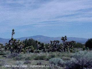 joshua tree woodland, ripley state park, california