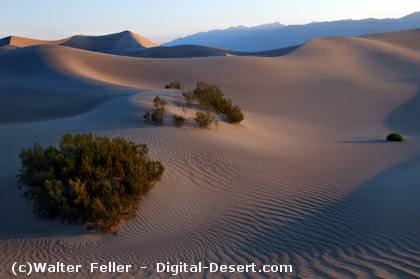 dunes sand valley mesquite desert death national park