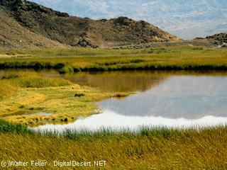 Saratoga Springs, Death Valley