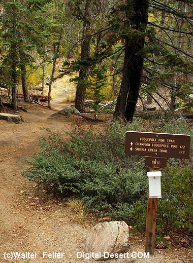 photo of the Champion Lodgepole Pine trailhead near Big Bear in the San Bernardino National Forest