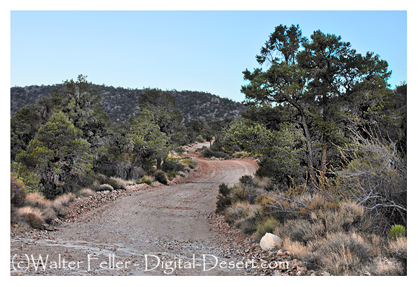 Road to Cactus Flats in the San Bernardino National Forest near Big Bear