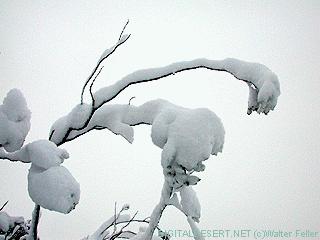 Snow on Joshua trees