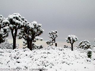Snow on Joshua trees
