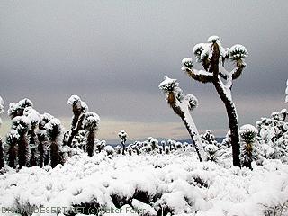 Snow on Joshua trees
