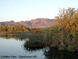 topock marsh - colorado river