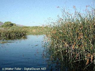 topock marsh - colorado river