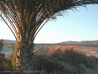 Wild Pool - Tecopa Hot Springs photo